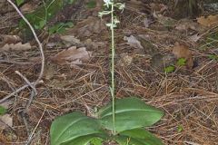 Lesser Roundleaved Orchid