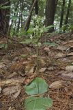Lesser Roundleaved Orchid, Platanthera orbiculata