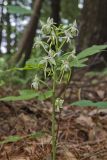 Lesser Roundleaved Orchid, Platanthera orbiculata