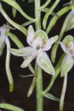Lesser Roundleaved Orchid, Platanthera orbiculata