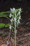 Lesser Roundleaved Orchid, Platanthera orbiculata