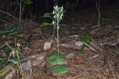 Lesser Roundleaved Orchid, Platanthera orbiculata
