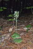 Lesser Roundleaved Orchid, Platanthera orbiculata