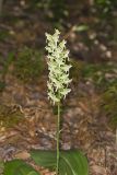 Lesser Roundleaved Orchid, Platanthera orbiculata