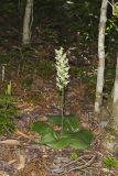 Lesser Roundleaved Orchid, Platanthera orbiculata