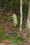 Lesser Roundleaved Orchid, Platanthera orbiculata