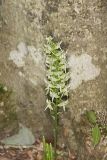 Lesser Roundleaved Orchid, Platanthera orbiculata