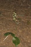 Lesser Roundleaved Orchid, Platanthera orbiculata