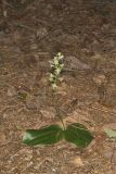 Lesser Roundleaved Orchid, Platanthera orbiculata