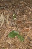 Lesser Roundleaved Orchid, Platanthera orbiculata