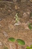 Lesser Roundleaved Orchid, Platanthera orbiculata
