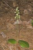 Lesser Roundleaved Orchid, Platanthera orbiculata