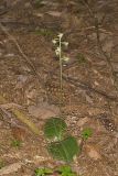 Lesser Roundleaved Orchid, Platanthera orbiculata