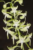 Lesser Roundleaved Orchid, Platanthera orbiculata