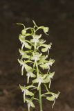 Lesser Roundleaved Orchid, Platanthera orbiculata