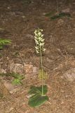 Lesser Roundleaved Orchid, Platanthera orbiculata