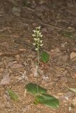 Lesser Roundleaved Orchid, Platanthera orbiculata