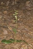 Lesser Roundleaved Orchid, Platanthera orbiculata