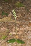 Lesser Roundleaved Orchid, Platanthera orbiculata