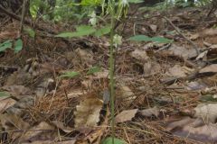 Lesser Roundleaved Orchid, Platanthera orbiculata