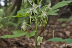 Lesser Roundleaved Orchid, Platanthera orbiculata