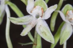 Lesser Roundleaved Orchid, Platanthera orbiculata Lesser Roundleaved Orchid, Platanthera orbiculata