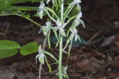 Lesser Roundleaved Orchid, Platanthera orbiculata