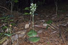 Lesser Roundleaved Orchid, Platanthera orbiculata