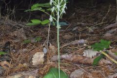 Lesser Roundleaved Orchid, Platanthera orbiculata