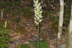 Lesser Roundleaved Orchid, Platanthera orbiculata