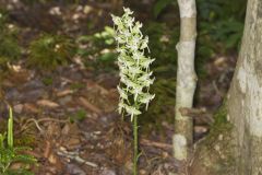 Lesser Roundleaved Orchid, Platanthera orbiculata