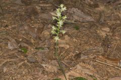 Lesser Roundleaved Orchid, Platanthera orbiculata