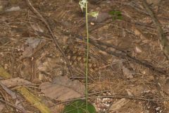 Lesser Roundleaved Orchid, Platanthera orbiculata