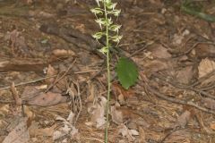 Lesser Roundleaved Orchid, Platanthera orbiculata
