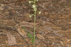 Lesser Roundleaved Orchid, Platanthera orbiculata