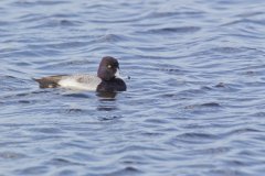 Lesser Scaup, Aythya affinis