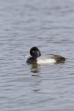 Lesser Scaup, Aythya affinis