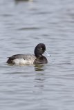 Lesser Scaup, Aythya affinis
