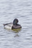 Lesser Scaup, Aythya affinis