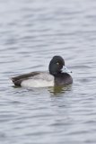 Lesser Scaup, Aythya affinis