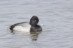 Lesser Scaup, Aythya affinis