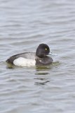Lesser Scaup, Aythya affinis