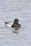 Lesser Scaup, Aythya affinis