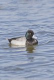 Lesser Scaup, Aythya affinis