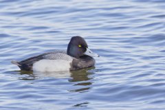 Lesser Scaup, Aythya affinis