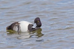 Lesser Scaup, Aythya affinis