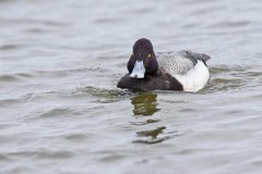 Lesser Scaup, Aythya affinis