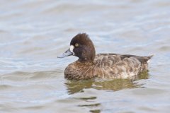 Lesser Scaup, Aythya affinis
