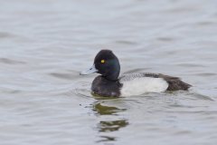 Lesser Scaup, Aythya affinis