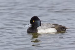 Lesser Scaup, Aythya affinis